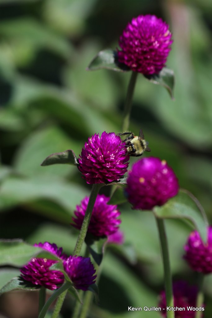 Bee on Purple Globe Amaranth Flowers #2